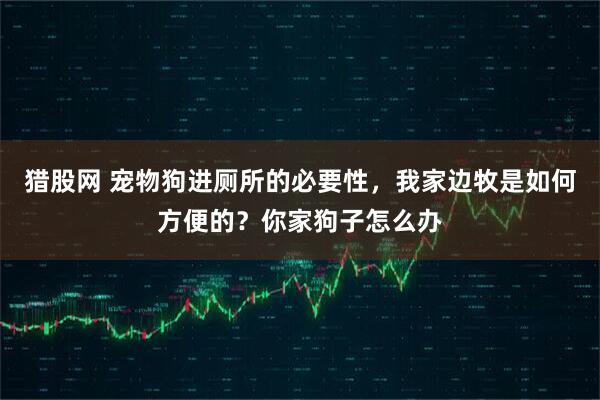 猎股网 宠物狗进厕所的必要性，我家边牧是如何方便的？你家狗子怎么办